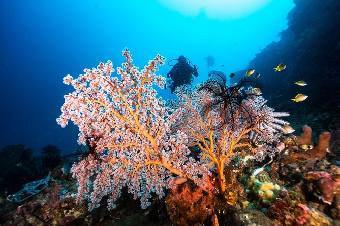 Full-Day Discover Scuba Diving Tour for Beginners in Tulamben - The comfort factor: what stands out from real beginner feedback