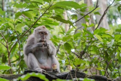 Full Day Kintamani Volcano View and Ubud Village Tour - Sacred Monkey Forest Sanctuary: Ubud’s temple-nature pocket