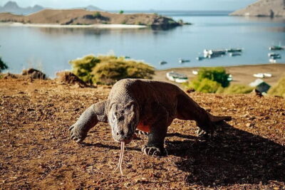 Full Day Komodo Tour With Hey Bali Info Visit 6 Spot - Padar Island trek: where the climb is the whole point