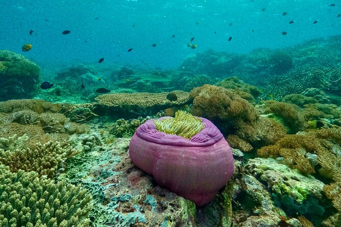 Full Day Land and Sea Tour to Nusa Penida with 4 Snorkeling Spots - Wall Bay Point Drift Snorkeling: Less Swimming, More Looking