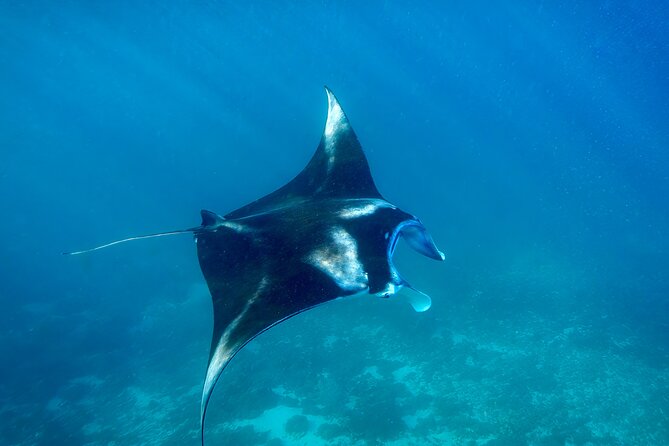 Full Day Land and Sea Tour to Nusa Penida with 4 Snorkeling Spots - Gamat Bay: Clear Water, Coral, and Fish Time