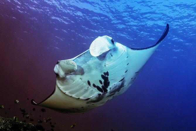 Full-Day Nusa Penida Snorkeling Adventure from Bali - Crystal Bay and Gamat Bay: the snorkeling routine that keeps the day moving