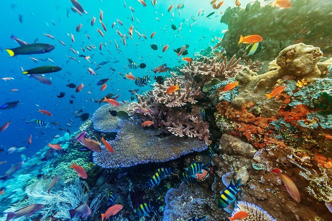 Full-Day Nusa Penida Snorkeling Adventure from Bali - Who should book this, and who should skip it