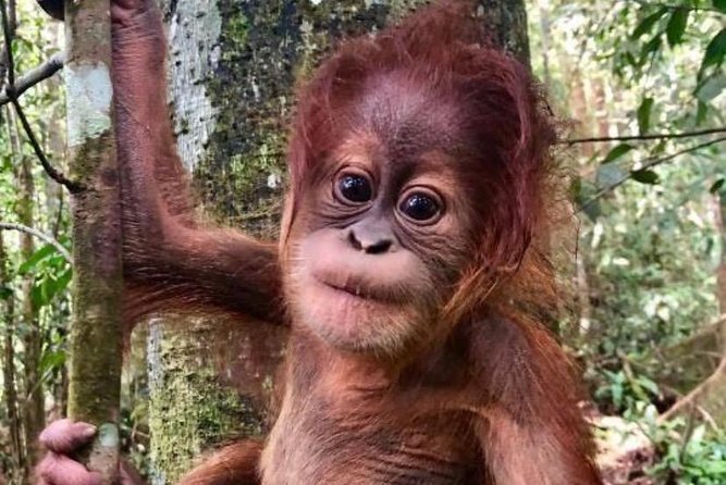 Full-Day Orangutans Adventure in Gunung Leuser - The 8-Hour Jungle Flow: What Happens From Start to Finish