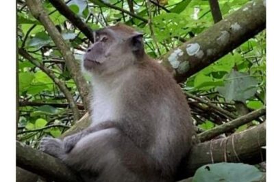 Full-Day Orangutans Adventure in Gunung Leuser - How Orangutan Spotting Works (When the Day Is Active)