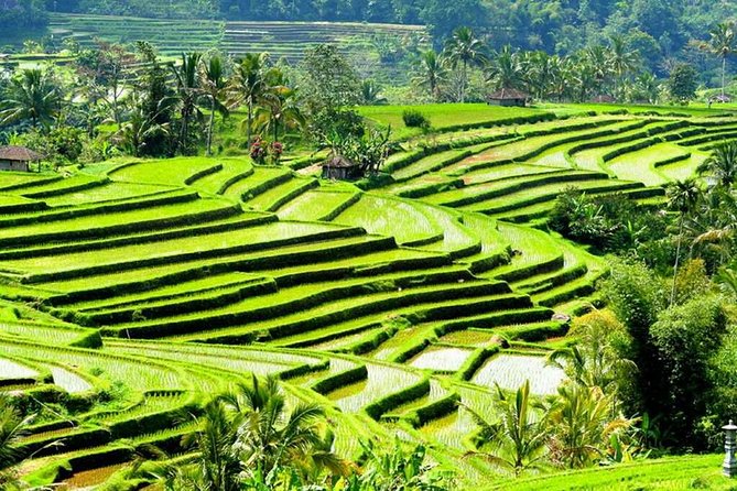 Full-Day Private Cultural Bali Tour + Balinese Driver - Tanah Lot, UNESCO Jatiluwih, Lake Beratan, and the Iconic Gates
