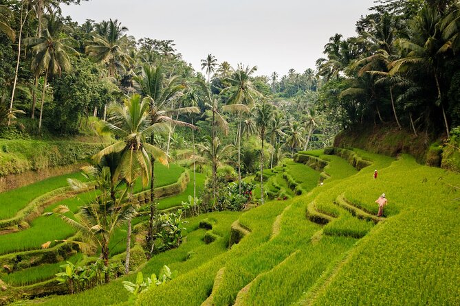 Full-Day Private Guided Exploring Bali as You Wish Tour - Price and what $31.40 gets you (and what it does not)