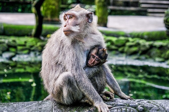 Full Day Private Guided Tour in Bali - About the Guide: The Real Reason People Rate This So High