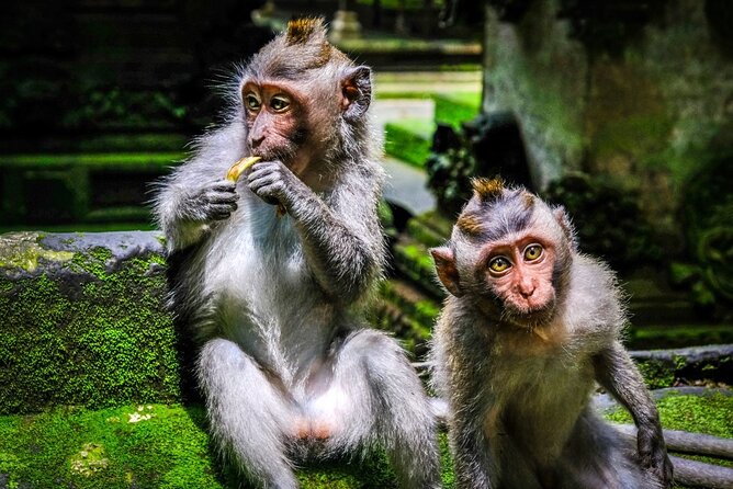 Full Day Private Tour in Ubud Indonesia - Sacred Monkey Forest Sanctuary: Tri Hita Karana in Practice