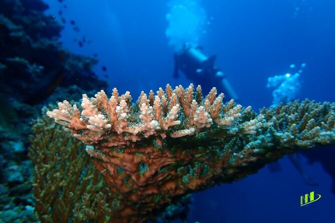 Full-Day Scuba Diving Experience of USAT Liberty in Tulamben - Service and safety: what the guide support really means