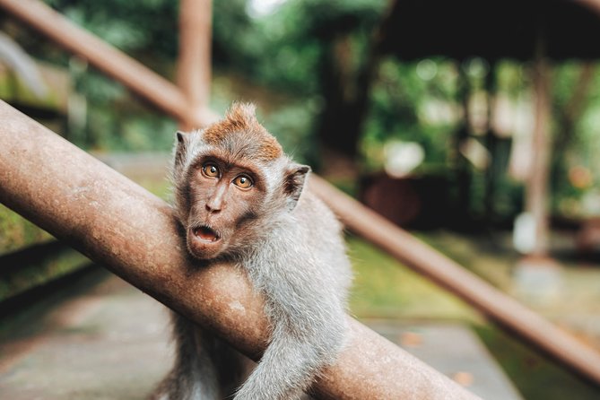 Full day Tour to Best of Ubud with jungle swing - A One-Day Ubud Loop Without the Rental-Car Headache