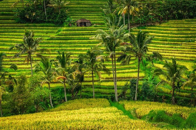 Full Day Tour to Water Temples UNESCO Rice Terraces in Bali - Why Bali’s Subak Water System Matters on This Tour