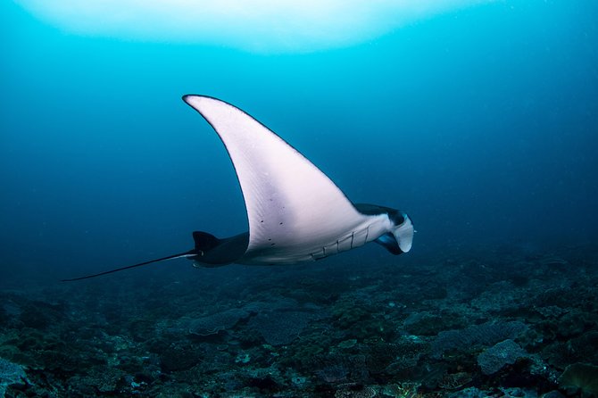 Fun Dive Nusa Penida Bali - For Certified Divers - Key takeaways before you go