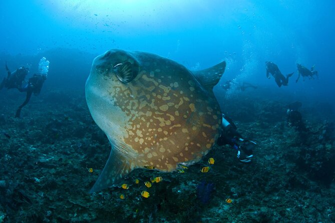 Fun Dive Nusa Penida Bali - For Certified Divers - Sanur-to-Nusa Penida: the day plan that actually fits