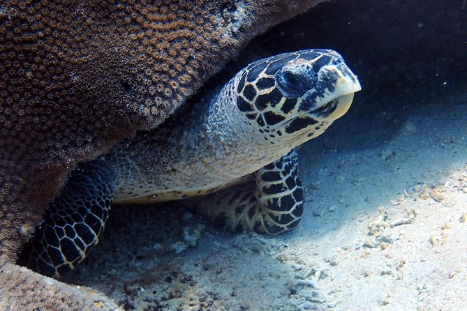 Fun Dive Nusa Penida Bali - For Certified Divers - Manta Point: high odds, but never a guarantee