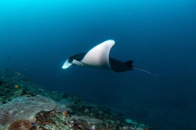 Fun Dive Nusa Penida Bali - For Certified Divers - Morning logistics: pickup, boat timing, and where your energy goes