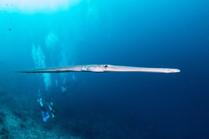 Fun Dive Nusa Penida Bali - For Certified Divers - Crystal Bay: clear water, strong corals, and Mola-season potential
