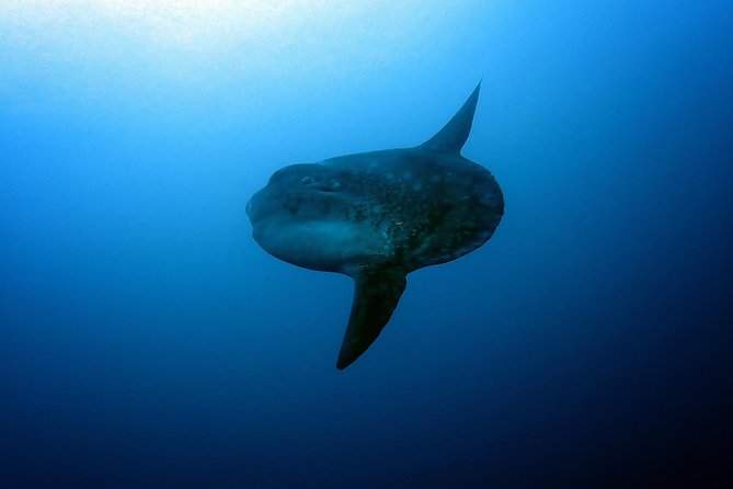 Fun Dive Nusa Penida Bali - For Certified Divers - What the small-group format changes for you