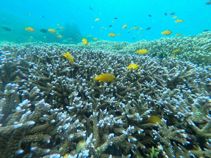 Gili Air Share Snorkeling Tour With GOPRO Documentation - The boat ride: calm water, sea views, and time to get oriented