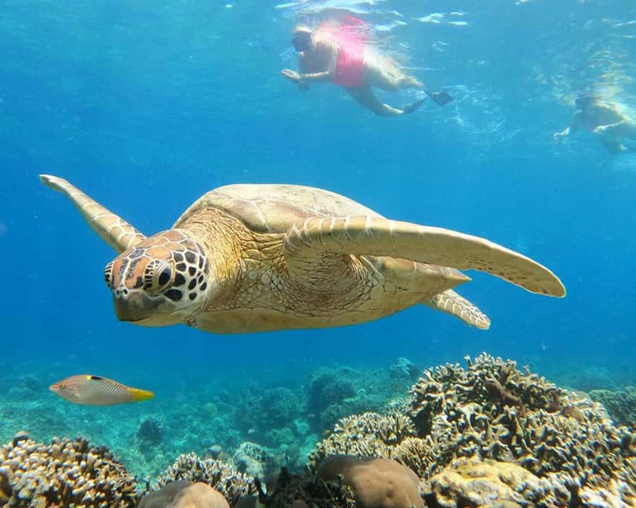 Gili Air : Sharing Snorkeling Tour + Gopro Shooting - Price and what $16 really buys you