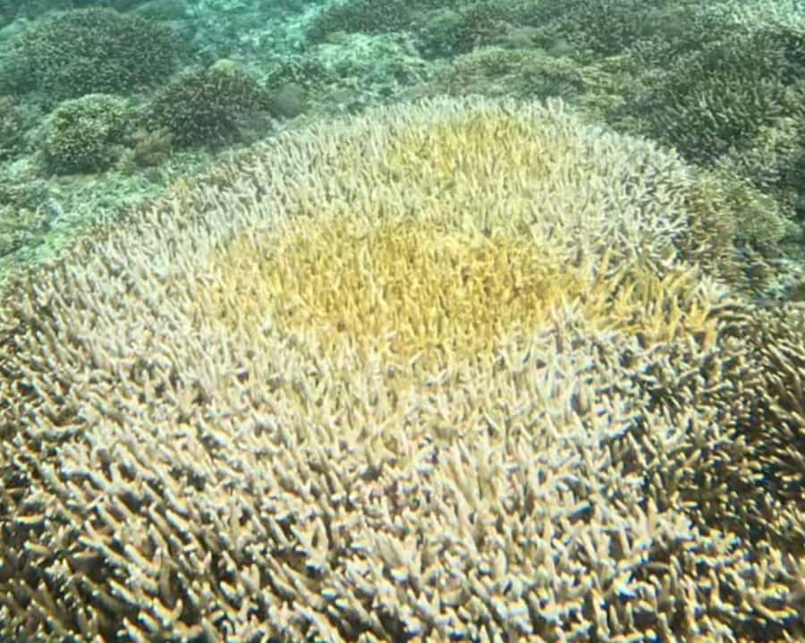 Gili Air : Sharing Snorkeling Tour + Gopro Shooting - Gear, boat, and safety: what’s included and what isn’t