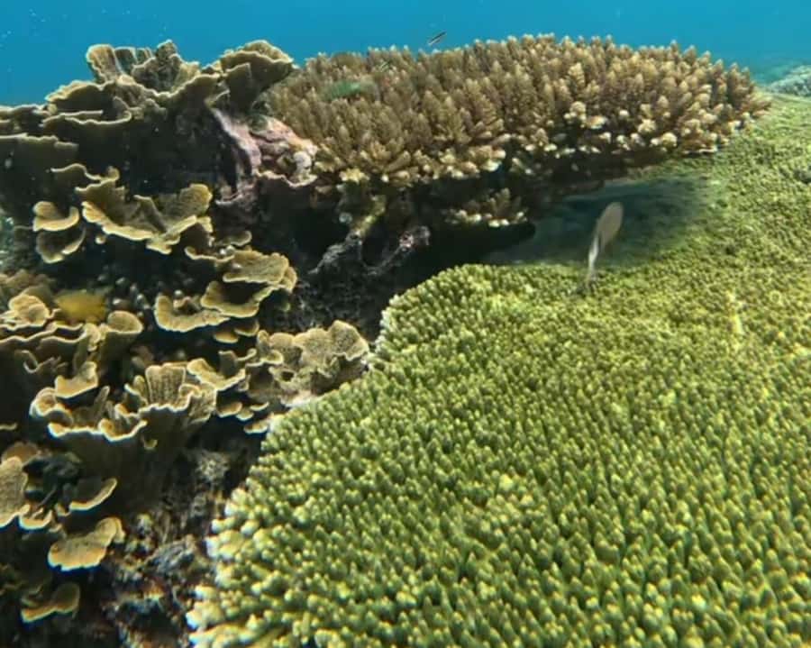 Gili Air : Sharing Snorkeling Tour + Gopro Shooting - Crowds and short snorkeling windows: the main drawback to plan for