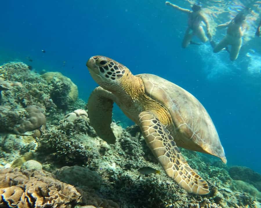 Gili Air : Sharing Snorkeling Tour + Gopro Shooting - The day at a glance: 9:45 AM to 2:45 PM