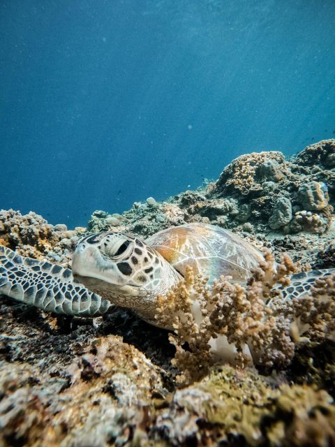 Gili Islands: Group or Private Snorkeling Tour with GoPro - Key Highlights You’ll Actually Care About