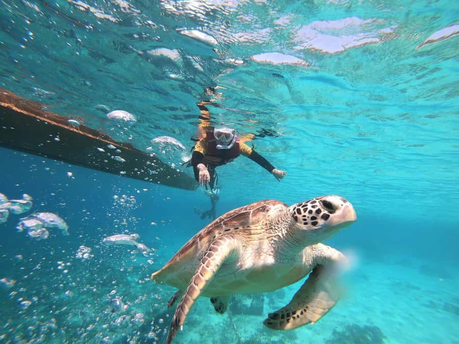 Gili Islands: Private or Shared Snorkeling Boat Trip - Gili Meno Turtle Sanctuary: the swim everyone talks about