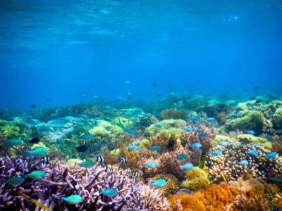 Gili Islands Snorkeling Adventure - Getting There: Speedboat Timing and Lombok Returns