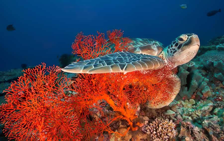 Gili Islands Snorkeling Adventure - What the Guides Actually Add to Your Day