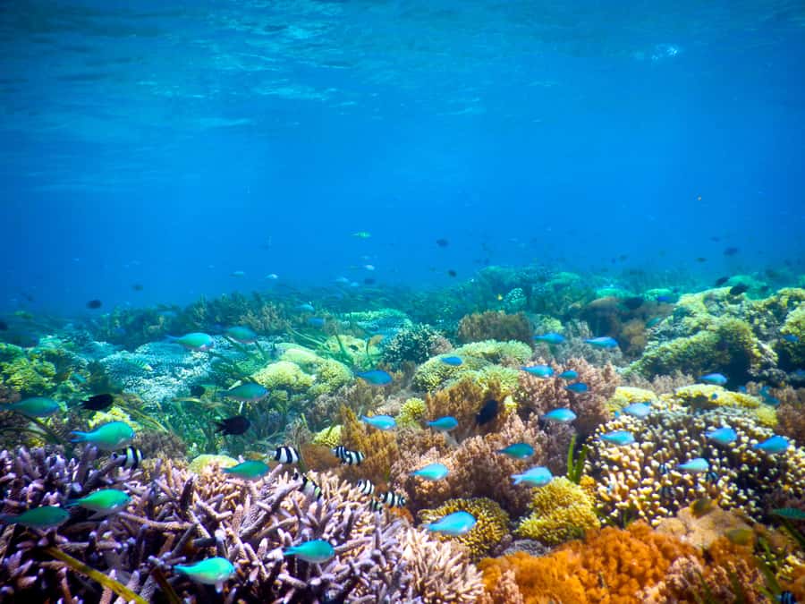 Gili Islands Snorkeling Adventure - Getting There: Speedboat Timing and Lombok Returns