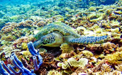 Gili Islands: Underwater Statues Cruise and Snorkeling - Gili Meno Underwater Statues: The 48-Statue Circle Snorkel