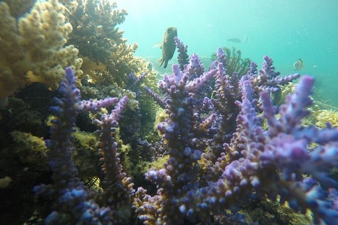 Gili Nanggu,Gili Kedis & Gili Sudak Hopping island & Snorkeling Tour - Price and value: is $79.49 reasonable for this private day?