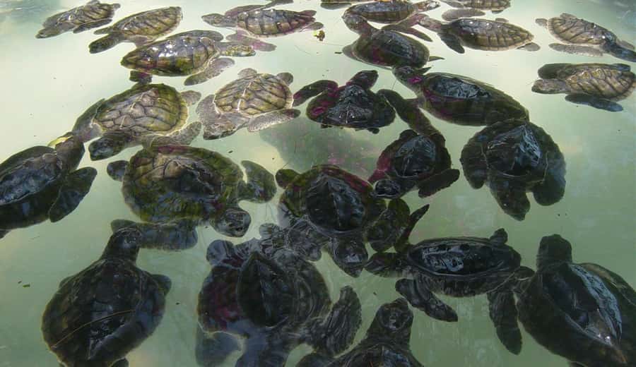 Gili SUNSET Snorkeling Tour With GOPRO Documentation - Key things to know before you go