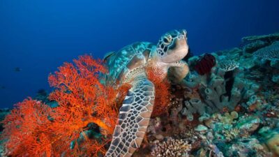Gili Trawangan: 3-Gili Islands Snorkel Sunset Cruise w/ BBQ - Meeting at Ocean 2 Cafe and Bungalows: start easy, not stressed