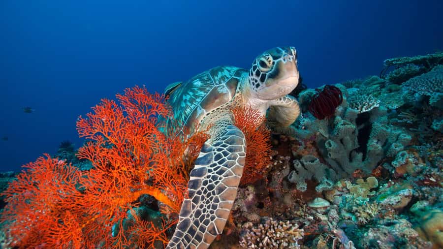 Gili Trawangan: 3-Gili Islands Snorkel Sunset Cruise w/ BBQ - Meeting at Ocean 2 Cafe and Bungalows: start easy, not stressed