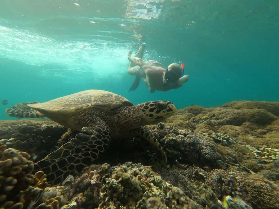 Gili Trawangan Best Snorkeling Trip With GOPRO documentation - Key Things You’ll Really Care About
