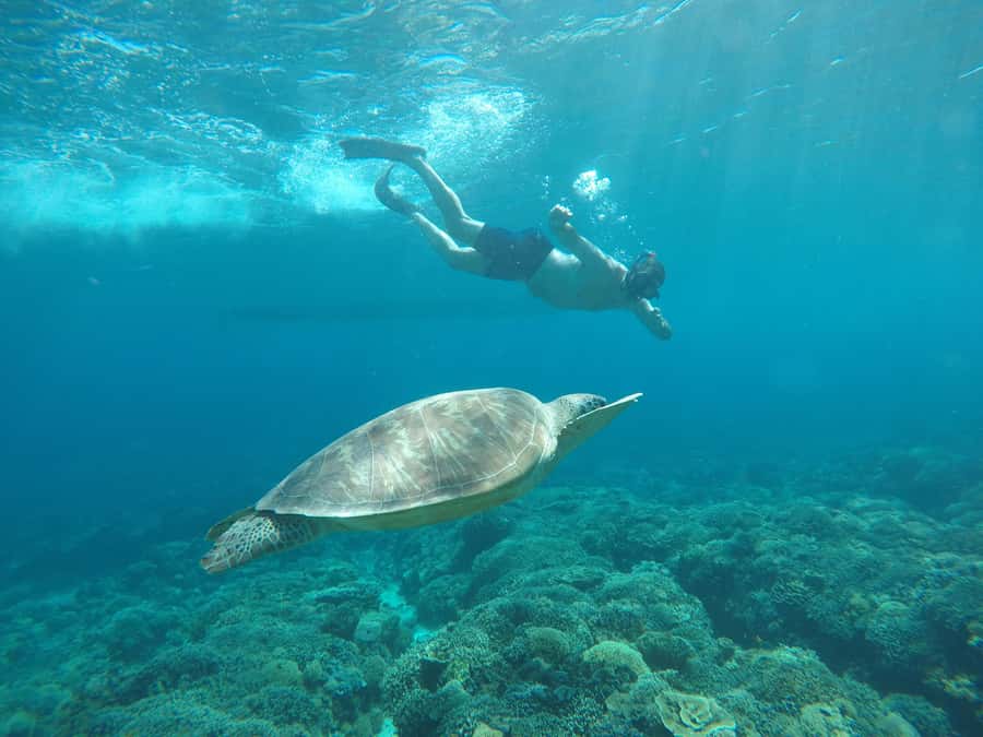 Gili Trawangan Best Snorkeling Trip With GOPRO documentation - How This 4-Hour Snorkeling Trip Is Set Up