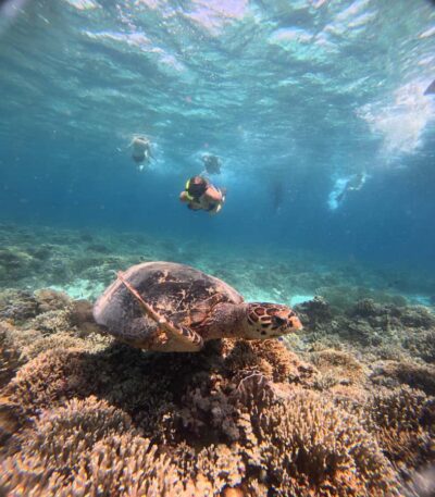 Gili Trawangan Best Snorkeling Trip With GOPRO documentation - Gili Trawangan: Turtle Chances in Clear Turquoise Water