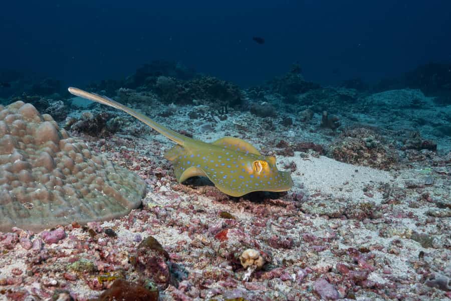 Gili Trawangan : Discovery Scuba Diving - The instructor factor: why names like Robi and Simo matter