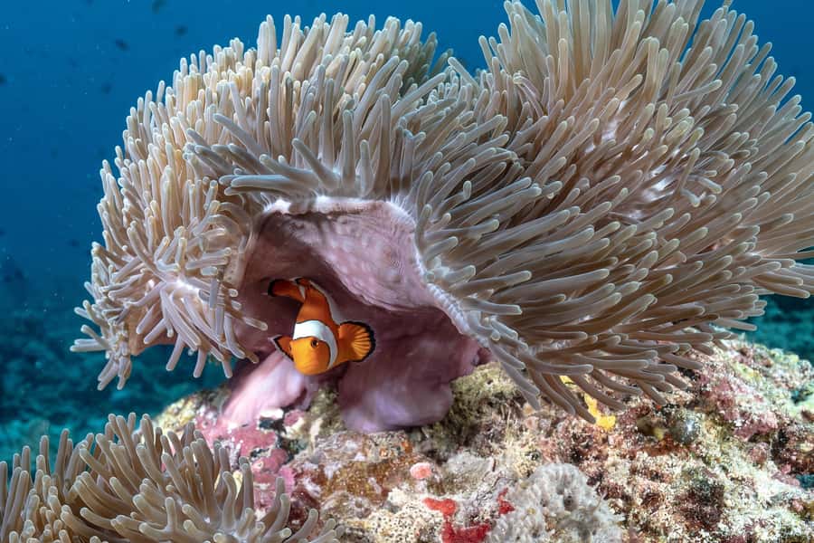 Gili Trawangan : Discovery Scuba Diving - Depth limits, timing, and how to manage nerves