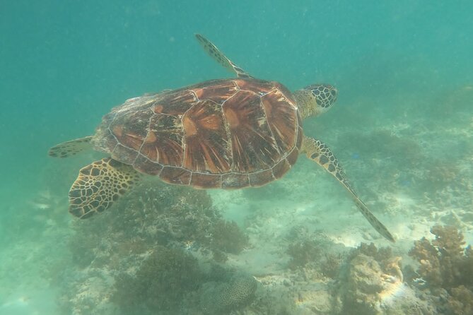 Gili Trawangan & Gili Air Snorkeling Tour Turtles & Statue - Gili Meno Turtle Sanctuary: Where Turtle Chances Become the Point