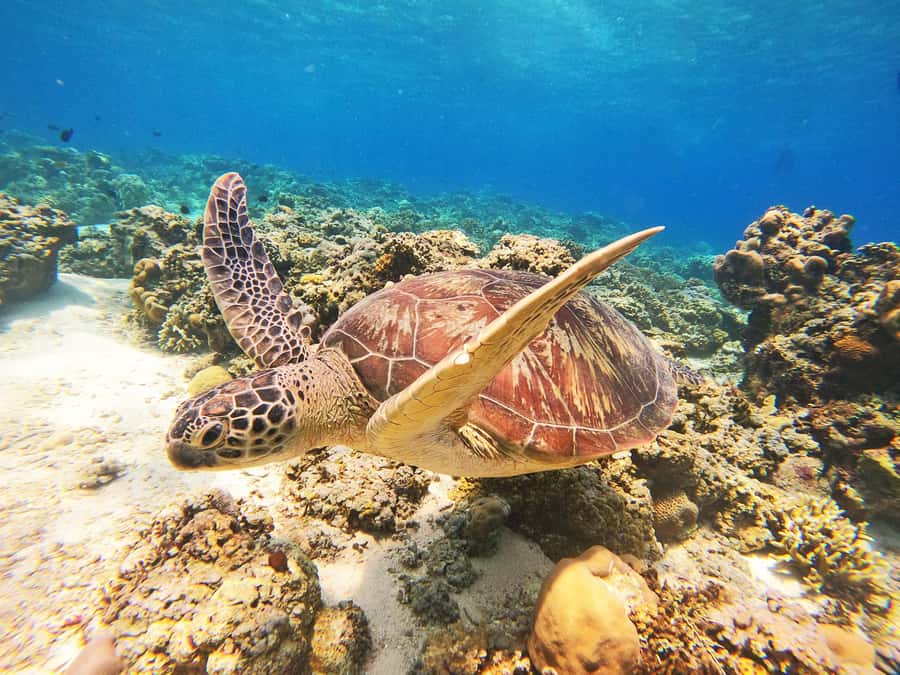 Gili Trawangan: Gili Islands Sunset Boat Tour and Snorkeling - Key things I’d plan around before you go