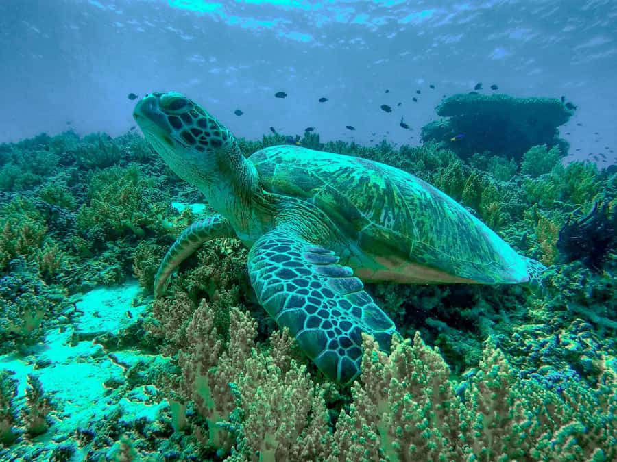 Gili Trawangan: Gili Islands Sunset Boat Tour and Snorkeling - GoPro footage: what you’ll get and what to expect