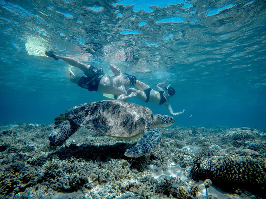 Gili Trawangan : Half Day Snorkeling with Turtle and Statue - Turtle Point: how to think about sea turtles (without overpromising)