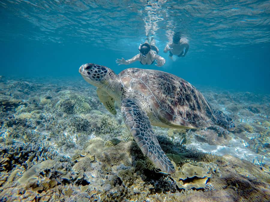 Gili Trawangan : Half Day Snorkeling with Turtle and Statue - Gili Meno underwater statues: the big circle you’ll notice fast