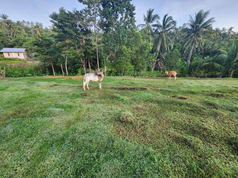 Gili Trawangan: Magic Mushroom Tour with Jungle Breakfast - Who should book this tour (and who should skip it)