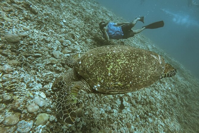 Gili Trawangan,Gili Meno& Gili Air Island:Snorkeling Day Trip Depart from Lombok - Group size, timing, and why it can feel easy or rushed