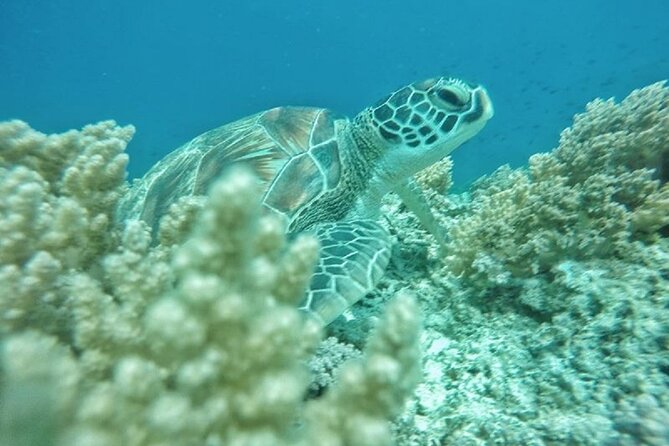 Gili Trawangan,Gili Meno& Gili Air Island:Snorkeling Day Trip Depart from Lombok - Gili Trawangan: registration, a short island window, and the statue stop setup